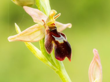yaban hayatı örümcek arı orkide