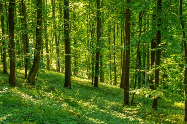 Printemps Coucher de soleil derrière les arbres — Photo