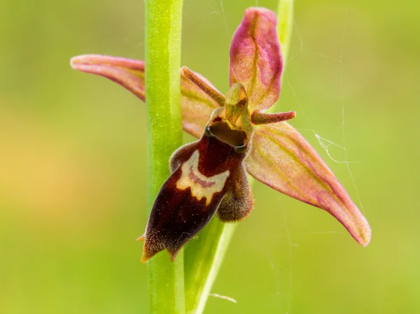 Orquídea de abeja araña vida silvestre —  Fotos de Stock