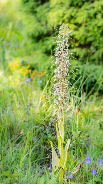 Orquídea do lagarto da vida selvagem — Fotografia de Stock