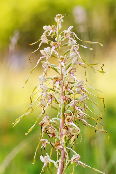 Дикая ящерица орхидея — стоковое фото