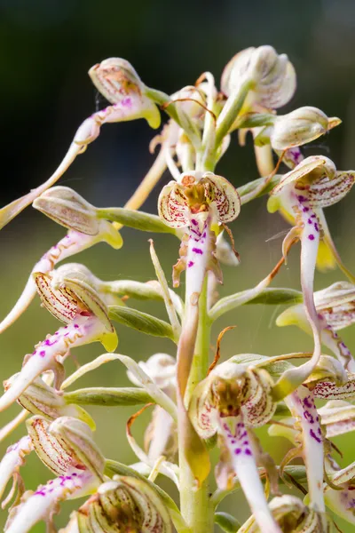 野生动物蜥蜴兰花 — 图库照片