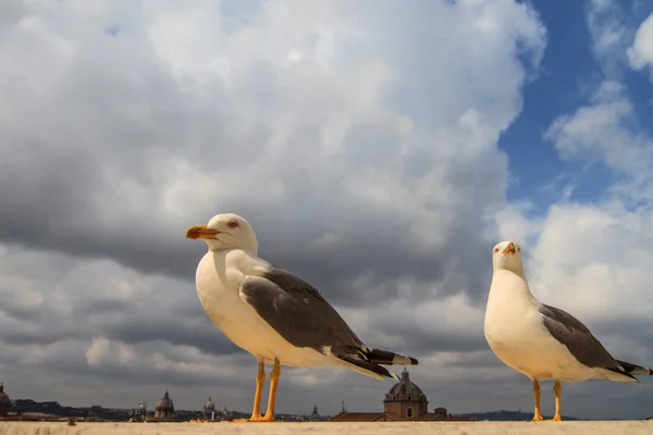 Funny Seagulls — Stock Photo, Image