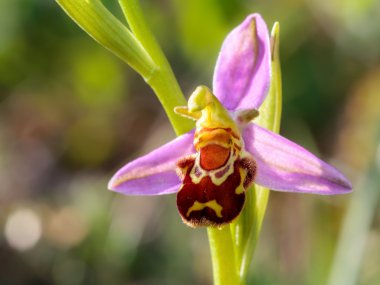 Ophrys Apifera