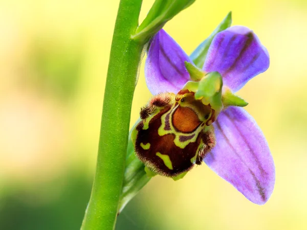 Ophrys Apifera — Stockfoto