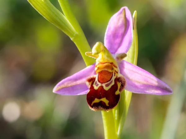 Ophrys Apifera — Stockfoto