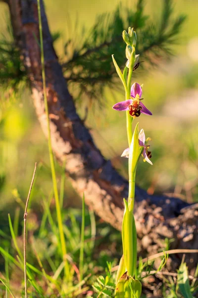 Ophrys apifera — стоковое фото