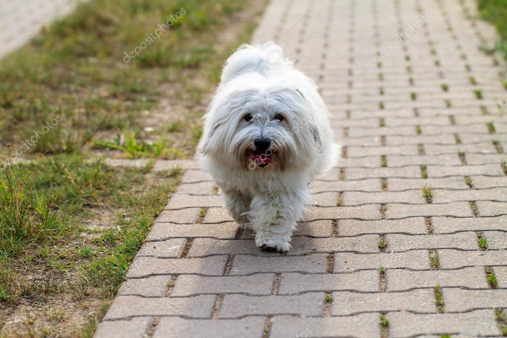 Mignon Petit Chien Blanc Photographie Andreaszerndl