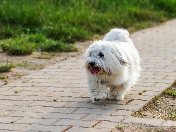 Pequeno cão branco bonito — Fotografia de Stock