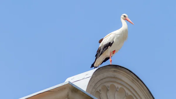 野生コウノトリ — ストック写真