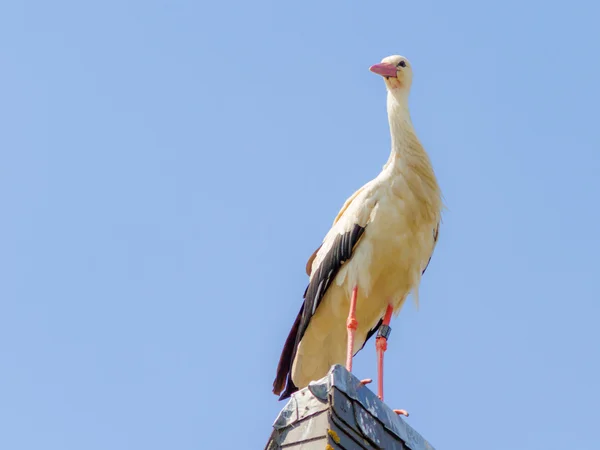 Wildlife Stork — Stock Photo, Image