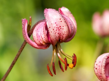 egzotik çiçek makro