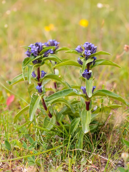 Genziana croce — Foto Stock