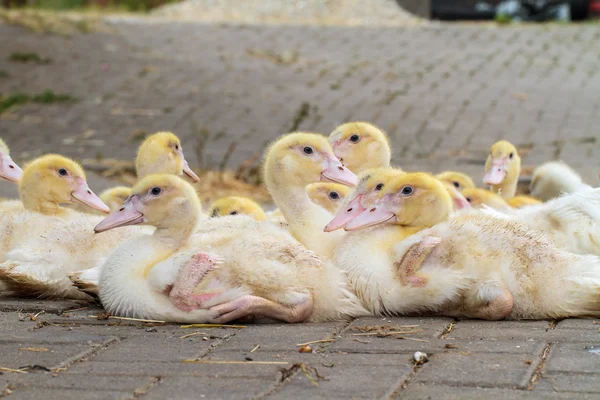 Unga gäss — Stockfoto