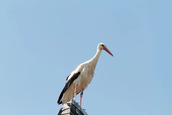 ドイツ コウノトリの野生動物 — ストック写真