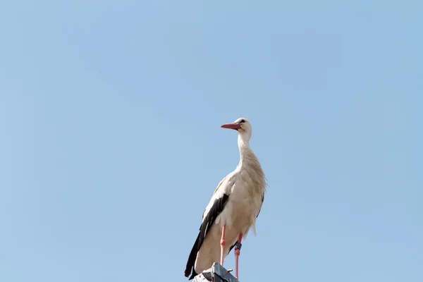 Wildlife German Stork — Stock Photo, Image