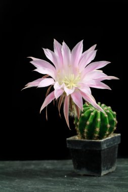 çok güzel echinopsis