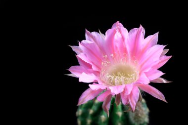 çok güzel echinopsis