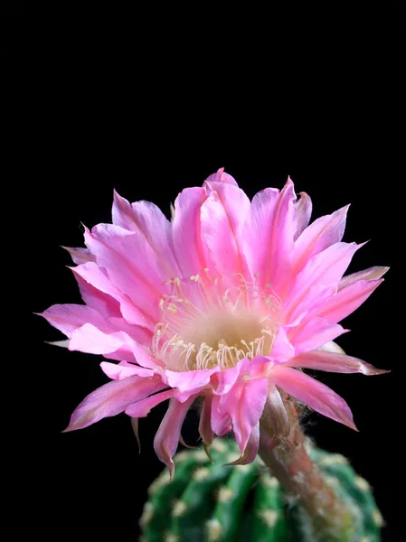 Mooie echinopsis — Stockfoto