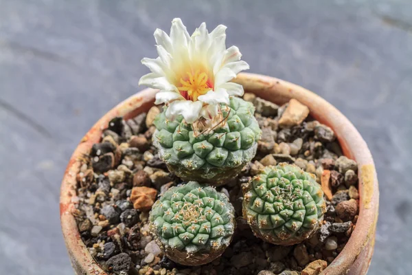 Blooming Cactus — Stock Photo, Image