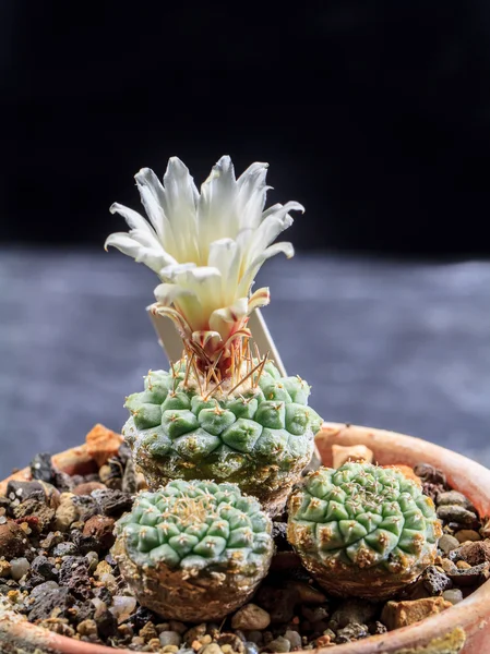 Blooming Cactus — Stock Photo, Image