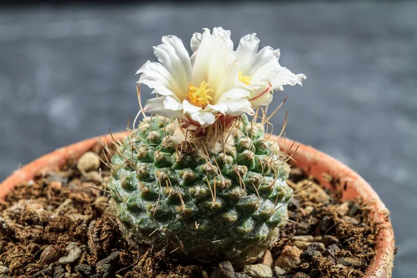 Cactus en fleurs — Photo