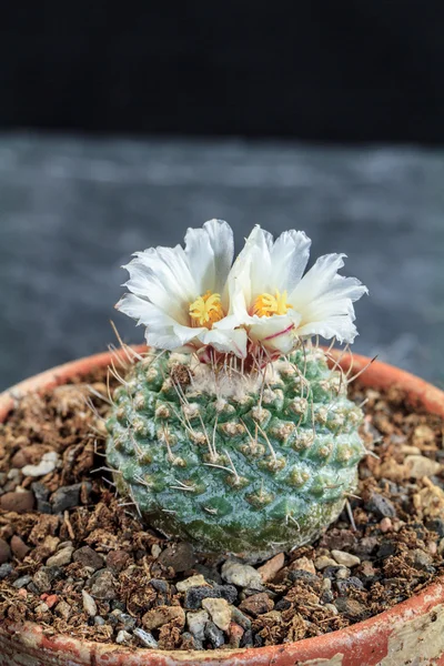 Blooming Cactus — Stock Photo, Image