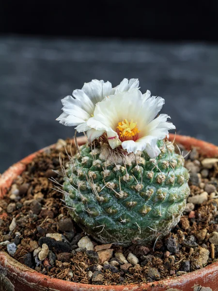 Blooming Cactus — Stock Photo, Image