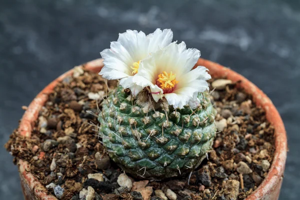 Cactus en fleurs — Photo