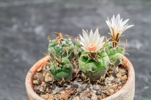 Blooming Cactus — Stock Photo, Image