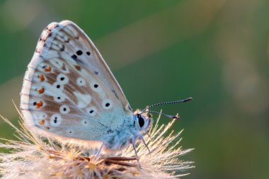 Bürümcük kanatlı kelebek