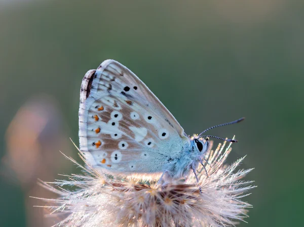 Ragfijne gevleugelde vlinder — Stockfoto
