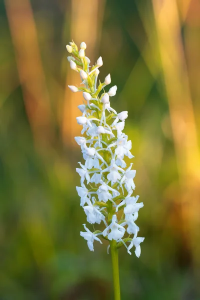 Ароматная орхидея — стоковое фото