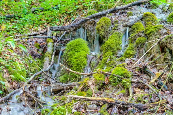 Skogsbäck — Stockfoto