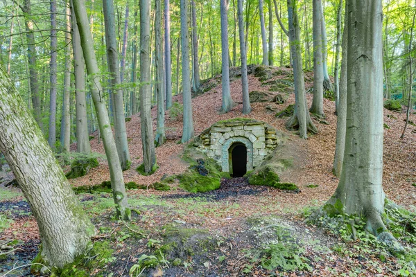 Waldverlies — Stockfoto