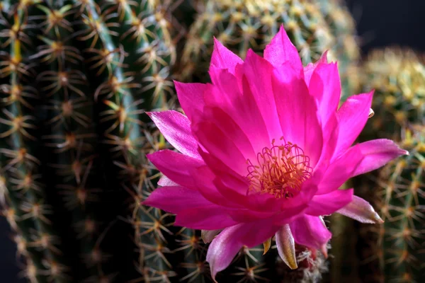 Lobivia floreciente — Foto de Stock