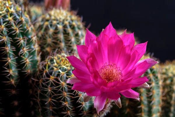 Lobivia florescente — Fotografia de Stock