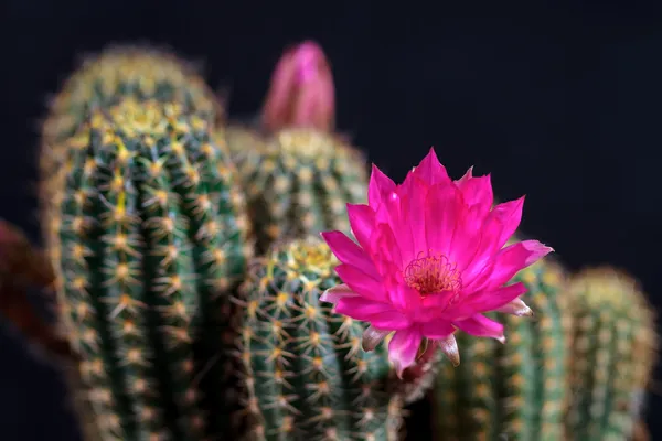 Lobivia floreciente — Foto de Stock