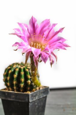 Echinopsis