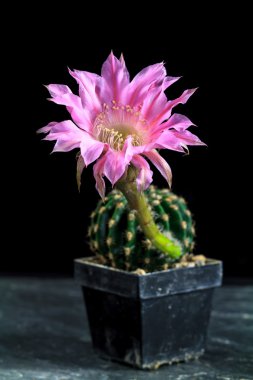 Echinopsis
