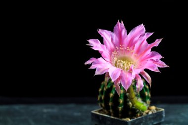 Echinopsis