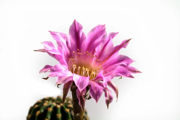 Echinopsis — Fotografia de Stock