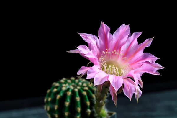 Echinopsis — Zdjęcie stockowe