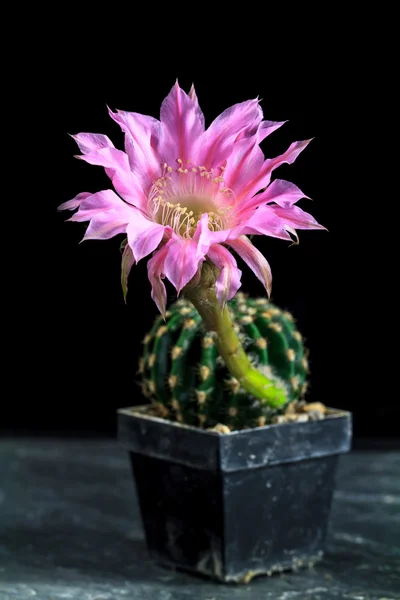 Echinopsis — Fotografia de Stock