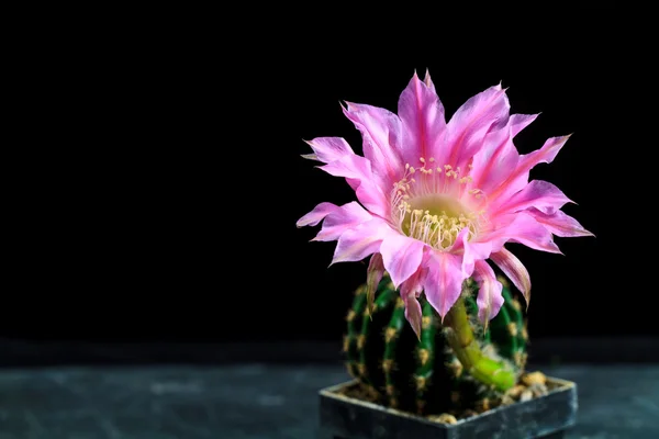 Echinopsis — Fotografia de Stock