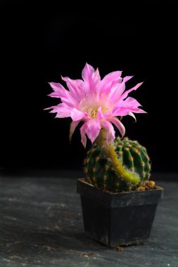 Echinopsis