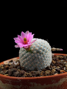Mammillaria kaktüs