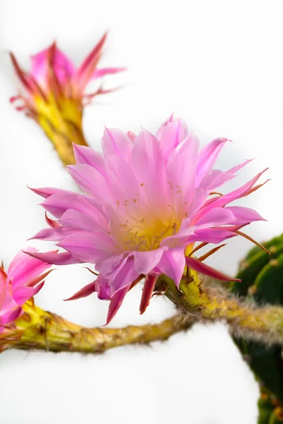 Echinopsis — Fotografia de Stock