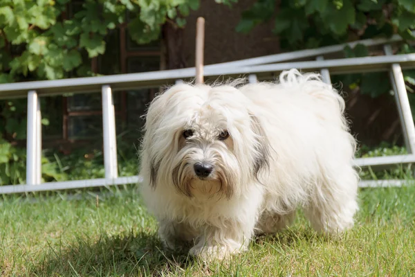 Carino divertente cane bianco — Foto Stock