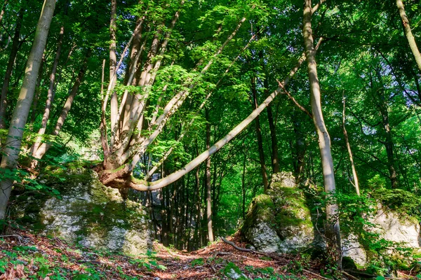 Verão bávaro Forrest — Fotografia de Stock